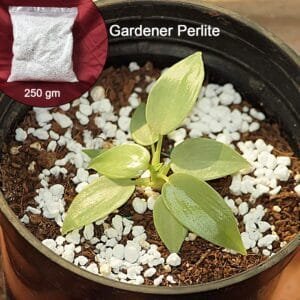Paradise Perlite For Hydroponics &Amp; Horticulture Terrace Gardening Soil Conditioner (250 Gm)